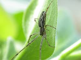 Attēlu rezultāti vaicājumam “Tetragnatha montana”