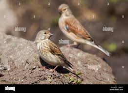 Attēlu rezultāti vaicājumam “Carduelis cannabina adult”