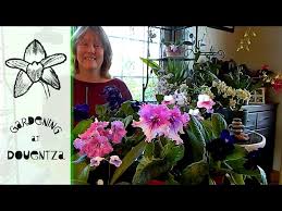 Image result for Streptocarpus