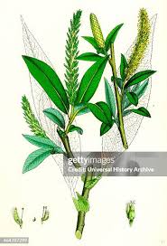 Attēlu rezultāti vaicājumam “Salix fragilis”