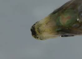 Image result for Alosa mediocris