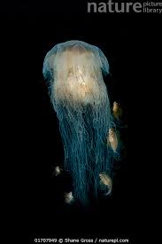 Image result for Cyanea capillata