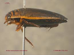 Attēlu rezultāti vaicājumam “Acilius sulcatus male”