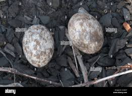 Attēlu rezultāti vaicājumam “Caprimulgus europaeus eggs”