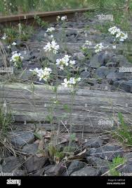 Attēlu rezultāti vaicājumam “Cardaminopsis arenosa fruit”
