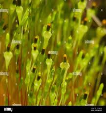 Attēlu rezultāti vaicājumam “Splachnum ampullaceum”