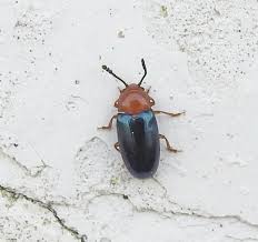 Attēlu rezultāti vaicājumam “Triplax aenea”