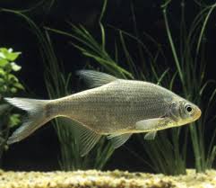 Image result for Blicca bjoerkna