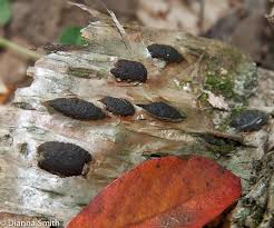 Attēlu rezultāti vaicājumam “Hypoxylon multiforme”