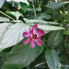 Attēlu rezultāti vaicājumam “Calycanthus floridus”