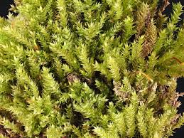 Attēlu rezultāti vaicājumam “Oxyrrhynchium hians var. rigidum macro”