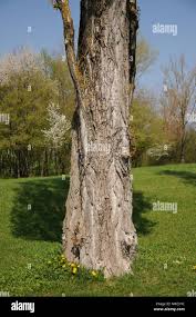 Attēlu rezultāti vaicājumam “Populus nigra”