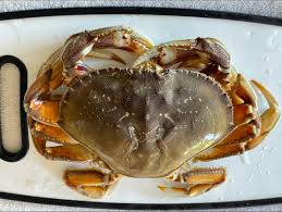 Image result for Metacarcinus magister