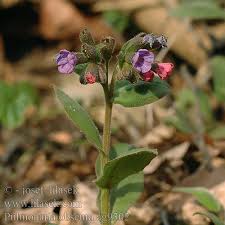 Attēlu rezultāti vaicājumam “Pulmonaria obscura”