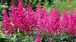 Image result for Astilbe