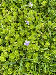 Attēlu rezultāti vaicājumam “Veronica filiformis”