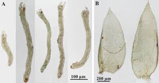 Attēlu rezultāti vaicājumam “Plagiothecium sp.”