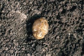 Attēlu rezultāti vaicājumam “Leptinotarsa decemlineata”