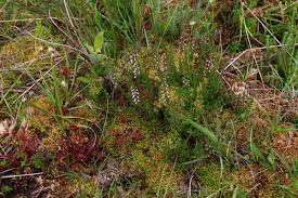 Attēlu rezultāti vaicājumam “Sphagnum compactum”