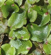 Attēlu rezultāti vaicājumam “Preissia quadrata”