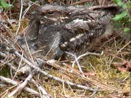 Attēlu rezultāti vaicājumam “Caprimulgus europaeus eggs”