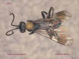 Attēlu rezultāti vaicājumam “Dipogon sp.”