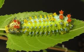 Attēlu rezultāti vaicājumam “Aphrophoridae imago”