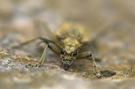 Attēlu rezultāti vaicājumam “Rhagium mordax”