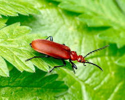 Attēlu rezultāti vaicājumam “Pyrochroa coccinea”