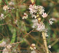 Attēlu rezultāti vaicājumam “Cuscuta epithymum subsp. trifolii flower”