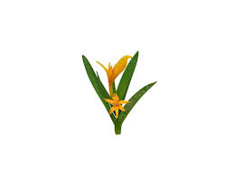 Attēlu rezultāti vaicājumam “Colchicum luteum flower”