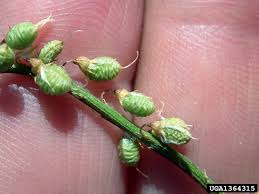 Attēlu rezultāti vaicājumam “Melilotus officinalis leaf”