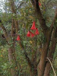 Attēlu rezultāti vaicājumam “xComagaria rosea”