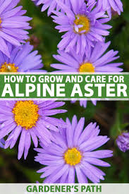 Image result for Aster alpinus