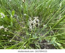 Attēlu rezultāti vaicājumam “Carex cespitosa flower”