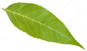 Attēlu rezultāti vaicājumam “Fraxinus excelsior leaf”