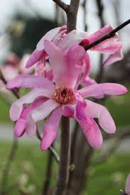 Attēlu rezultāti vaicājumam “Magnolia x loebneri flower”