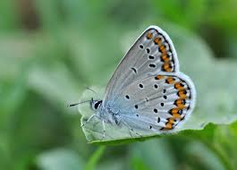 Attēlu rezultāti vaicājumam “Plebejus argyrognomon underside”