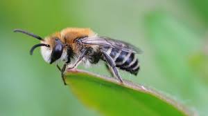 Attēlu rezultāti vaicājumam “Andrena”