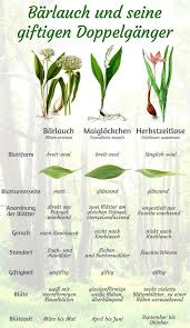 Image result for Bärlauch