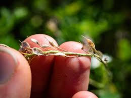 Attēlu rezultāti vaicājumam “Berteroa incana fruit”