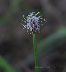 Attēlu rezultāti vaicājumam “Eleocharis uniglumis flower”