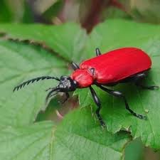 Attēlu rezultāti vaicājumam “Pyrochroidae imago”
