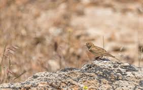 Image result for Calandrella rufescens