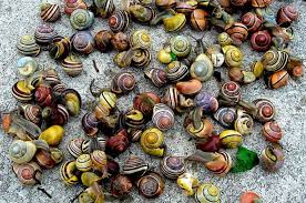 Attēlu rezultāti vaicājumam “Cepaea nemoralis”