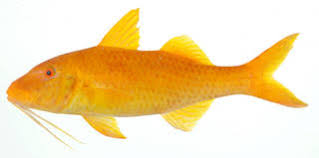 Image result for Parupeneus cyclostomus