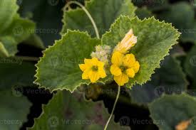 Attēlu rezultāti vaicājumam “Citrullus lanatus leaf”