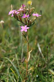 Attēlu rezultāti vaicājumam “Centaurium littorale leaf”