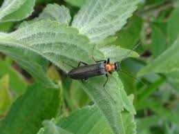 Attēlu rezultāti vaicājumam “Cantharis nigricans”