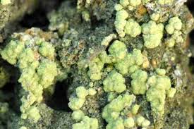 Attēlu rezultāti vaicājumam “Trapeliopsis granulosa”